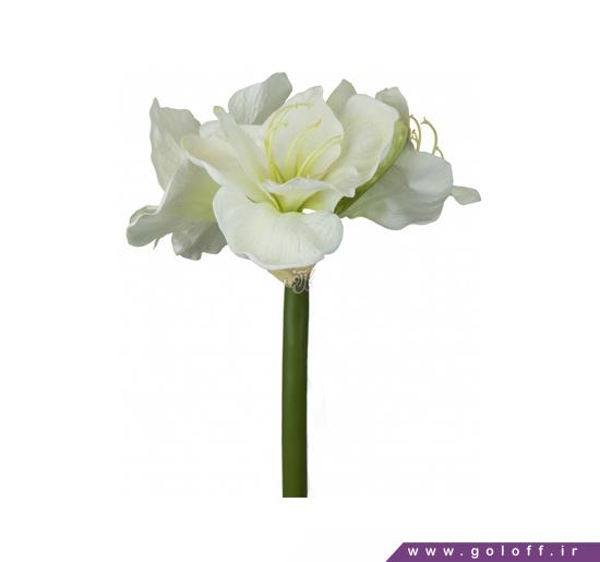 خرید آنلاین گل - گل نسرین ژیرونا - Amaryllis | گل آف